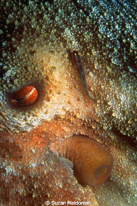 Sleeping Octopus with sharknose blenny also sleeping. Eve... by Suzan Meldonian 